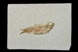 Fossil Fish (Knightia) - Wyoming #159532-1